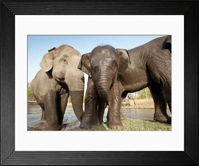 Framed Print : Domestic Indian elephant (Elephas maximus) bathing at waterhole Framed Print : Domestic Indian elephant (Elephas maximus) bathing at waterhole