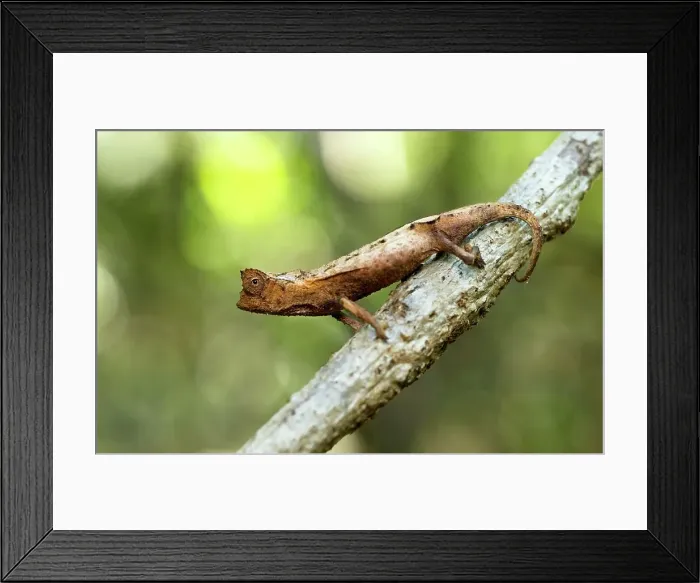 Framed Print : Decary's Leaf chameleon (Brookesia decaryi) on lower branch near forest floor