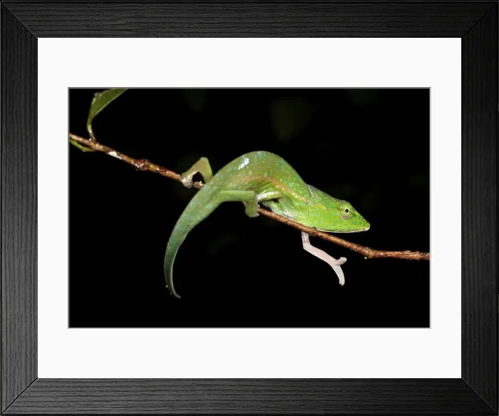 Framed Print : Glaws Short-Nosed chameleon (Calumma glawi) in montane rainforest understory
