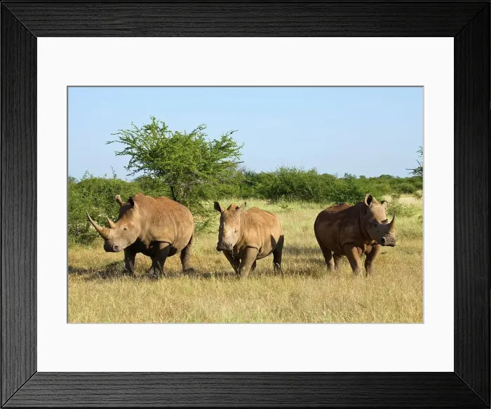 Framed Print : White Rhinoceros or Square-lipped Rhinoceros (Ceratotherium simum)