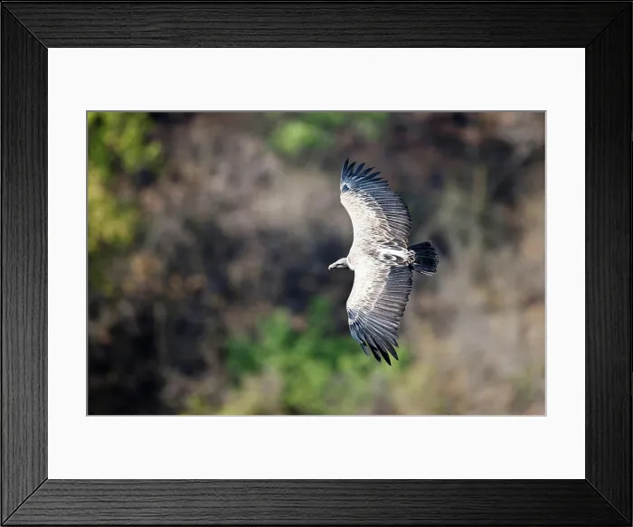 Framed Print : Adult Indian Long-Billed vulture (Gyps indicus) in flight, Bandhavgarh National Park, Umaria, Madhya Pradesh, India Framed Print : Adult Indian Long-Billed vulture (Gyps indicus) in flight, Bandhavgarh National Park, Umaria, Madhya Pradesh, India
