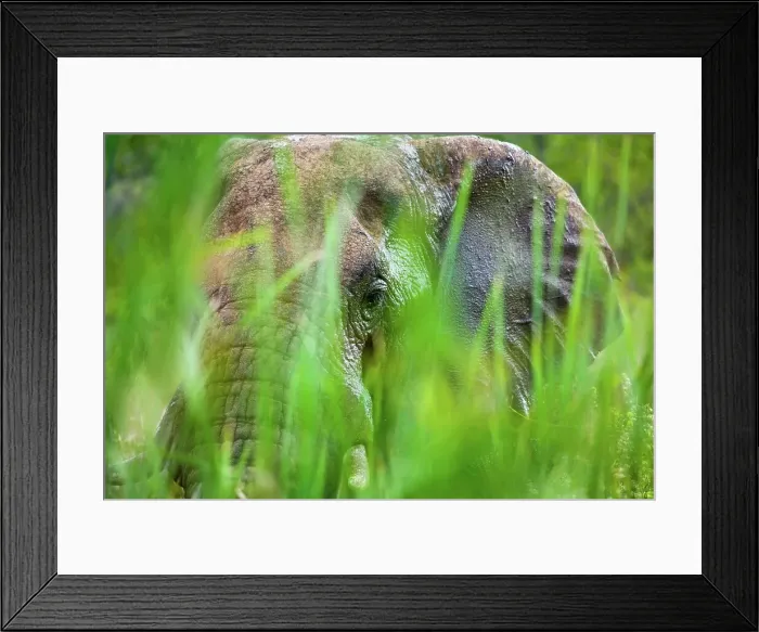 Framed Print : African Elephant (Loxodonta africana) Framed Print : African Elephant (Loxodonta africana)