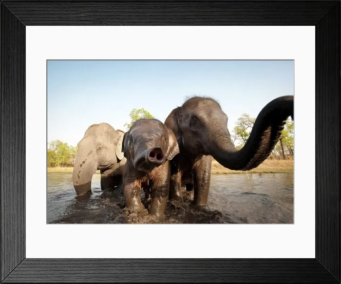Framed Print : Domestic Indian elephant (Elephas maximus) bathing Framed Print : Domestic Indian elephant (Elephas maximus) bathing