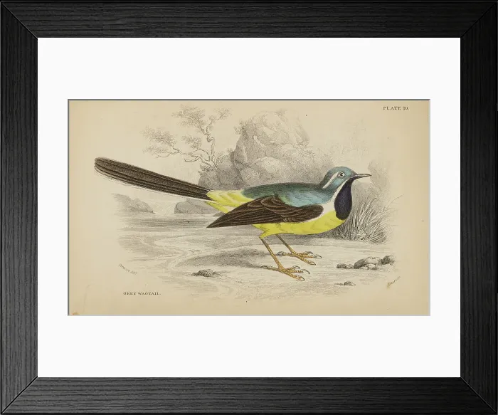 Framed Print : 1835 Antique Art Biology Bird Birds Classification Framed Print : 1835 Antique Art Biology Bird Birds Classification