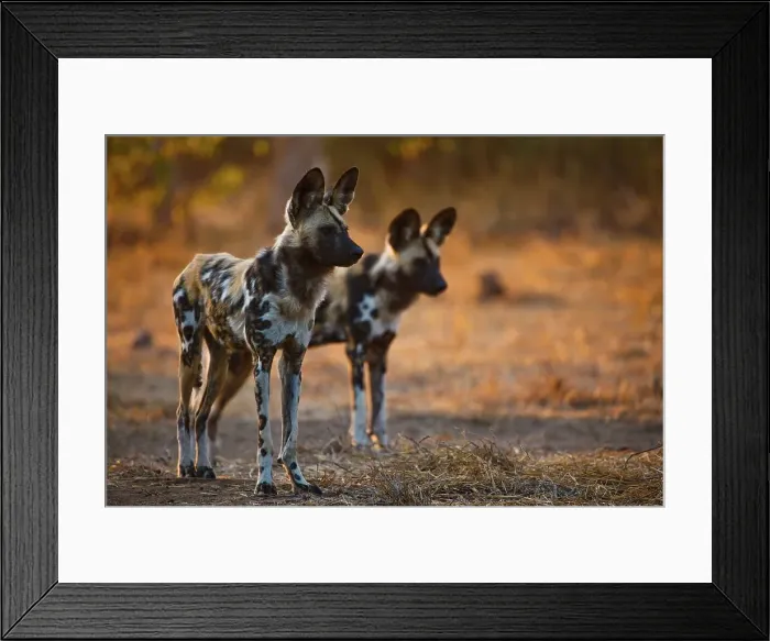 Framed Print : Wild Dog (Lycaon pictus). Northern Tuli Game Reserve Framed Print : Wild Dog (Lycaon pictus). Northern Tuli Game Reserve