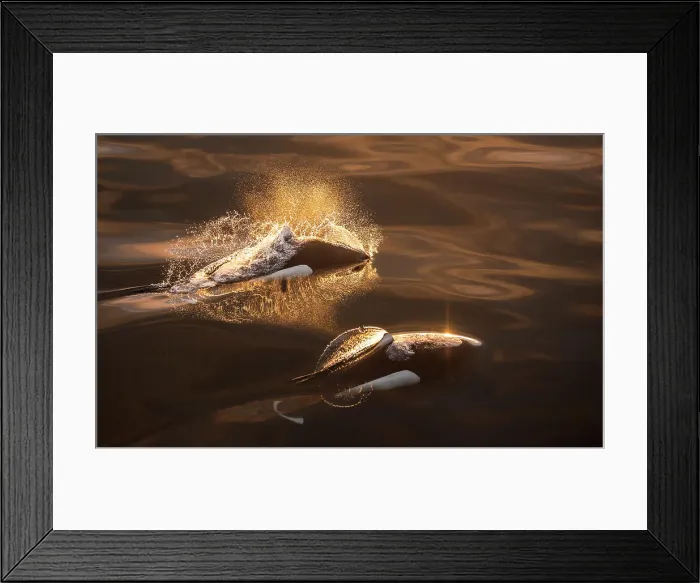 Framed Print : Dall's Porpoise