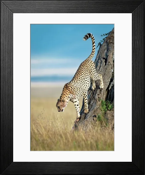 Framed Print : Adult male cheetah (Acinonyx jubatus) climbing down from tree Framed Print : Adult male cheetah (Acinonyx jubatus) climbing down from tree