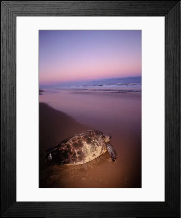 Framed Print : Loggerhead Sea Turtle (Caretta caretta)