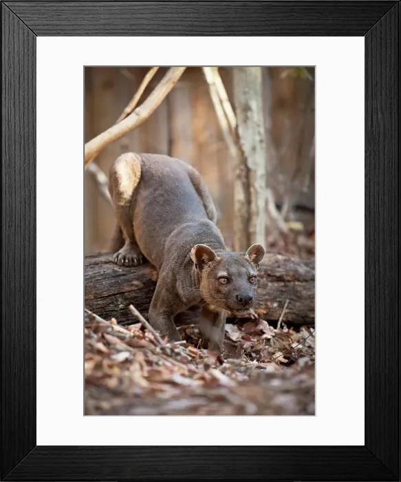 Framed Print : Adult male fossa (Crytoprocta ferox) on deciduous forest floor Framed Print : Adult male fossa (Crytoprocta ferox) on deciduous forest floor