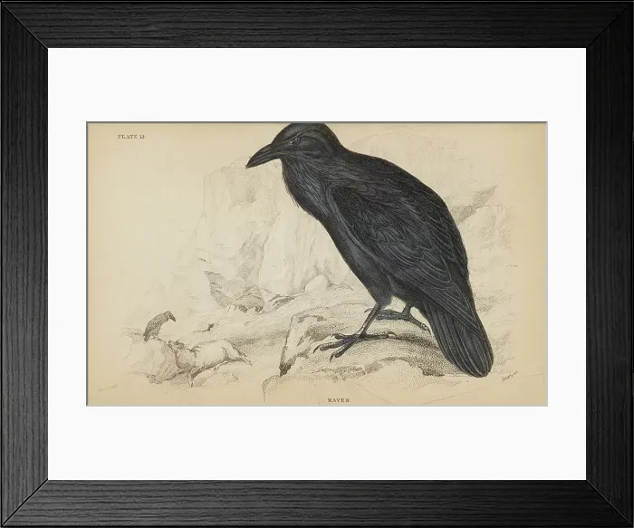 Framed Print : 1835 Antique Art Biology Bird Birds Classification Framed Print : 1835 Antique Art Biology Bird Birds Classification