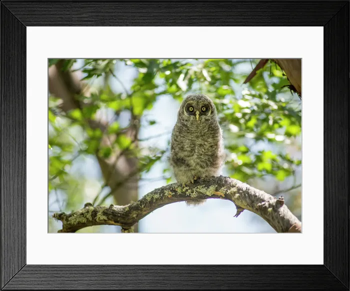 Framed Print : Great gray owl owlet