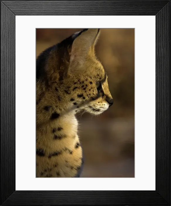 Framed Print : Serval ( Felis serval). Nitani Game Reserve Framed Print : Serval ( Felis serval). Nitani Game Reserve