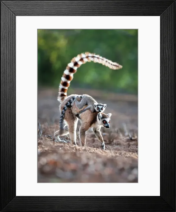 Framed Print : Adult female Ring-Tailed lemur (Lemur catta) carrying its infant in a forest