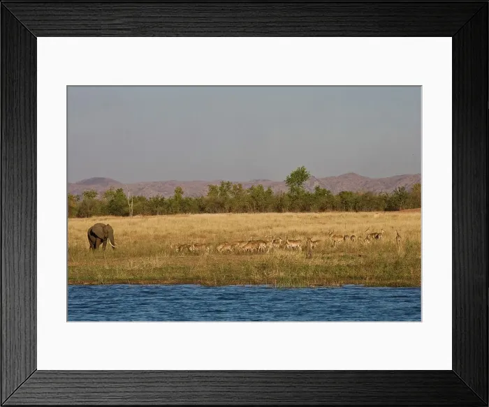 Framed Print : African Elephant Loxodonta Africana} and Impala Aepyceros malampus}