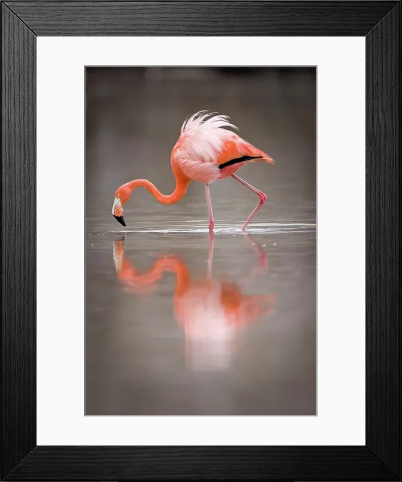 Framed Print : Reflection of American flamingo (Phoenicopterus ruber ruber) in lagoon Framed Print : Reflection of American flamingo (Phoenicopterus ruber ruber) in lagoon
