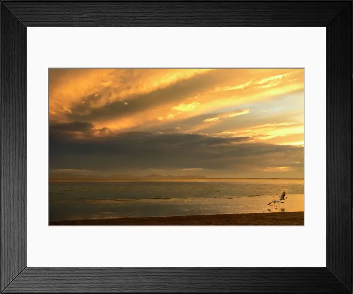 Framed Print : Great egrets at sunset in Baja Framed Print : Great egrets at sunset in Baja