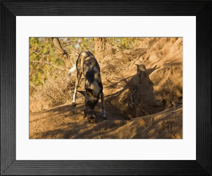 Framed Print : Wild Dog (Lycaon pictus). Hoedspruit Conservation Centre Framed Print : Wild Dog (Lycaon pictus). Hoedspruit Conservation Centre