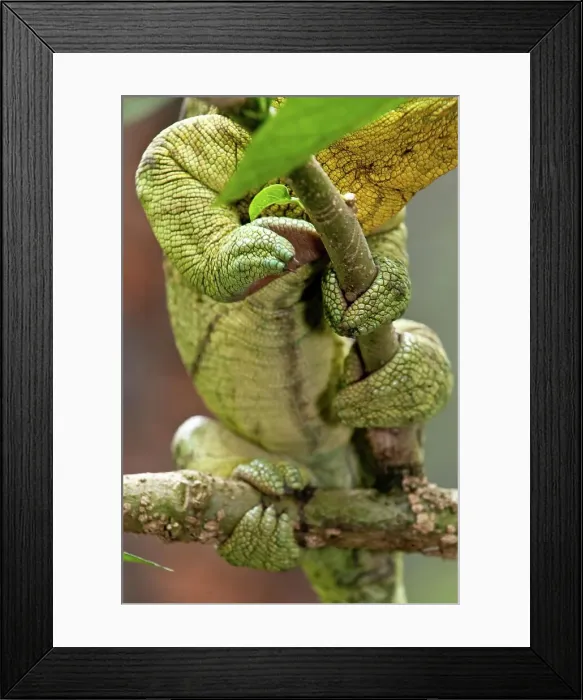 Framed Print : Grasping foot of Male Parson's chameleon (Calumma parsonii) in rainforest understory Framed Print : Grasping foot of Male Parson's chameleon (Calumma parsonii) in rainforest understory