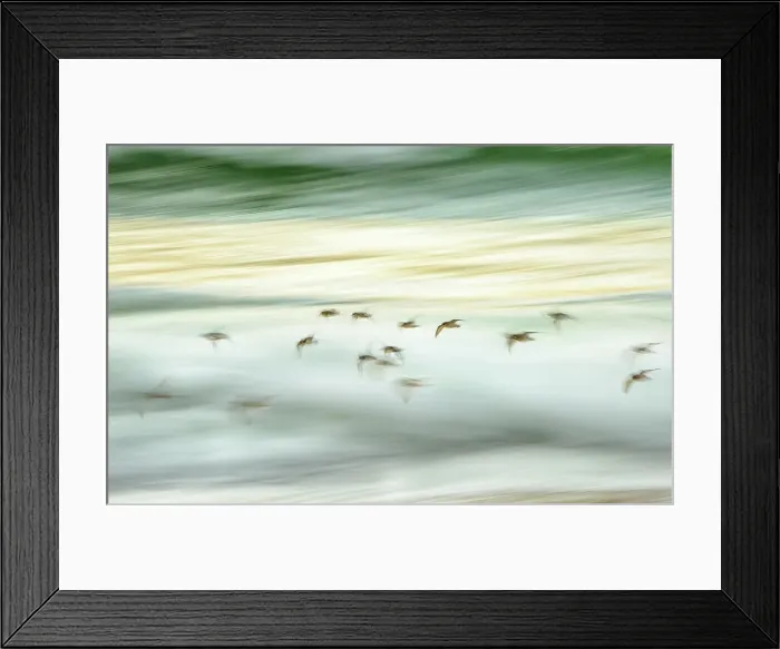 Framed Print : Shorebirds and surf at Isle of Harris