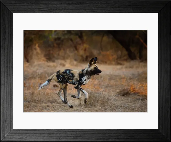 Framed Print : Wild Dog (Lycaon pictus). Northern Tuli Game Reserve Framed Print : Wild Dog (Lycaon pictus). Northern Tuli Game Reserve