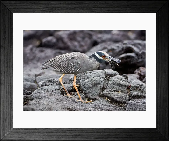 Framed Print : Yellow-Crowned Night heron (Nycticorax violaceus) preying on hatching turtle on the coast