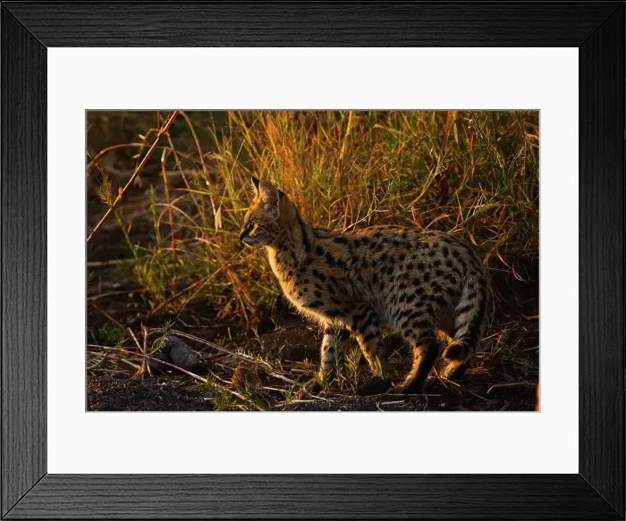 Framed Print : Serval Felis Serval}. Northern Tuli Game Reserve Framed Print : Serval Felis Serval}. Northern Tuli Game Reserve