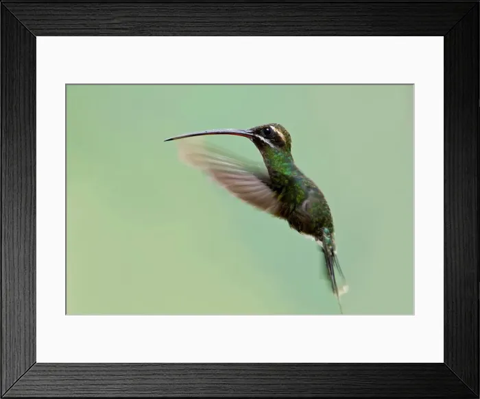 Framed Print : White-Whiskered Hermit (Phaethornis yaruqui) in flight Framed Print : White-Whiskered Hermit (Phaethornis yaruqui) in flight