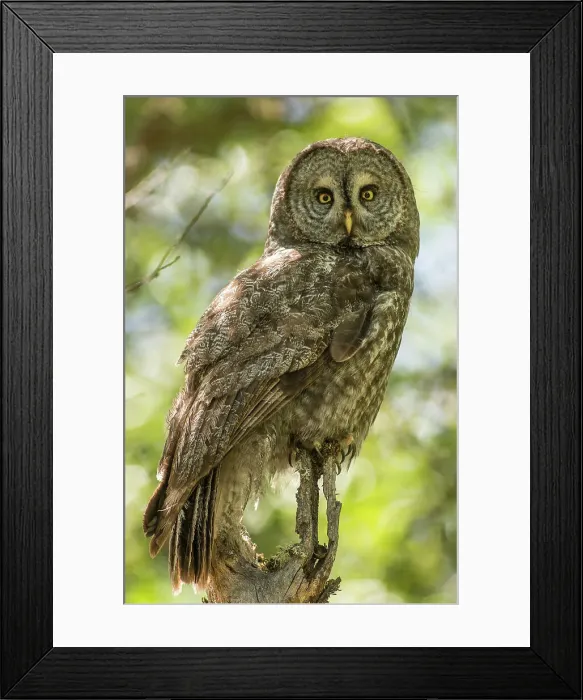 Framed Print : Great gray owl Framed Print : Great gray owl