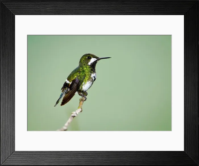 Framed Print : Green thorntail (Popelairia Conversii) perching on a twig Framed Print : Green thorntail (Popelairia Conversii) perching on a twig