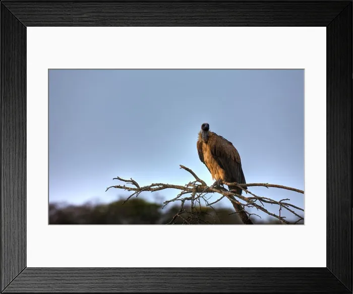 Framed Print : African Whitebacked Vulture (Gyps africanus)