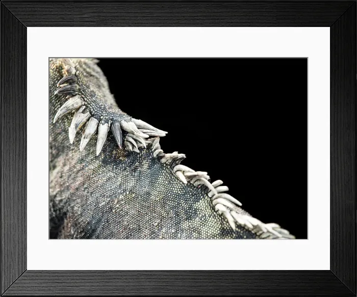 Framed Print : Galapagos marine iguana Framed Print : Galapagos marine iguana