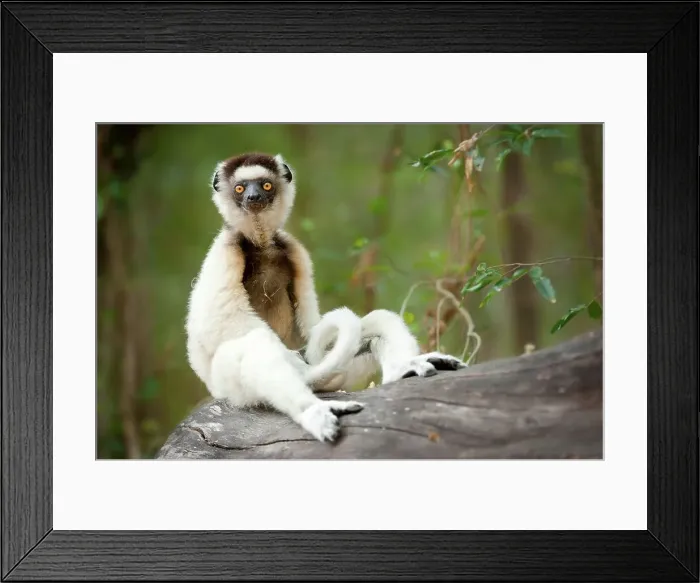 Framed Print : Verreaux's sifaka (Propithecus verreauxi) sitting on a log in a forest Framed Print : Verreaux's sifaka (Propithecus verreauxi) sitting on a log in a forest
