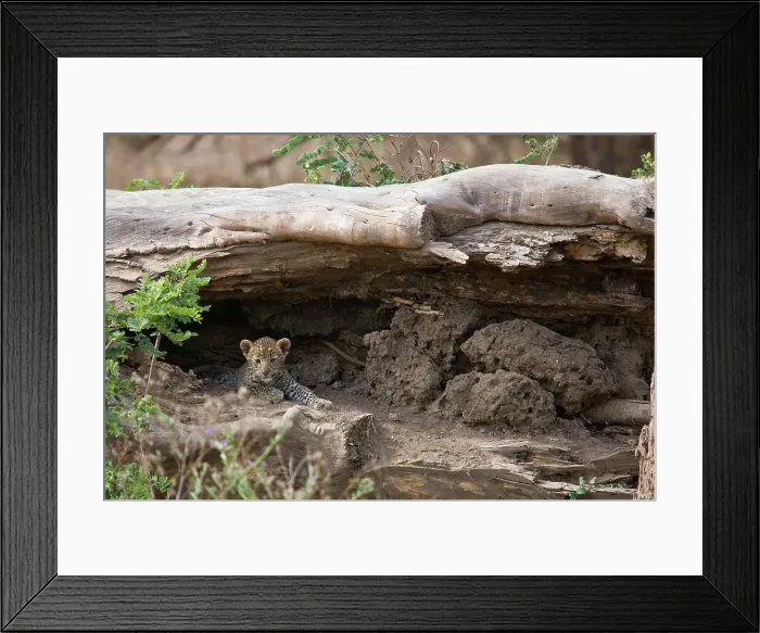 Framed Print : Leopard Panthera Pardus} cub. Lower Zambezi National Park Framed Print : Leopard Panthera Pardus} cub. Lower Zambezi National Park