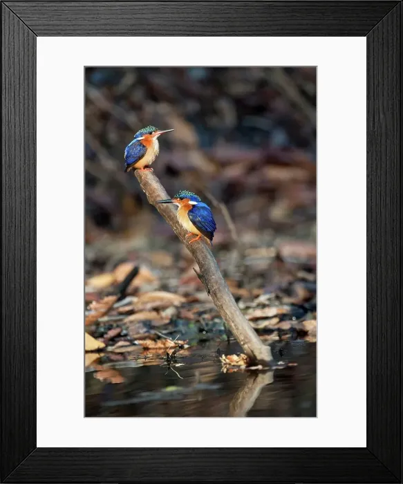 Framed Print : Malachite kingfishers (Corythornis vintsioides) perching in a forest Framed Print : Malachite kingfishers (Corythornis vintsioides) perching in a forest