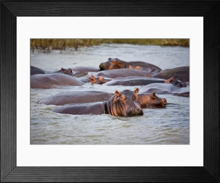 Framed Print : Hippopotamus (Hippopotamus amphibius) Framed Print : Hippopotamus (Hippopotamus amphibius)