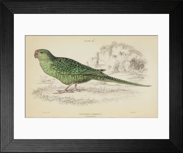Framed Print : 1835 Antique Art Biology Bird Birds Classification Framed Print : 1835 Antique Art Biology Bird Birds Classification
