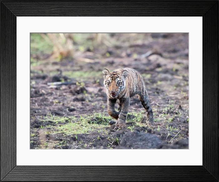 Framed Print : Bengal tiger cub (Panthera tigris tigris) in a forest, Bandhavgarh National Park, Umaria, Madhya Pradesh, India Framed Print : Bengal tiger cub (Panthera tigris tigris) in a forest, Bandhavgarh National Park, Umaria, Madhya Pradesh, India