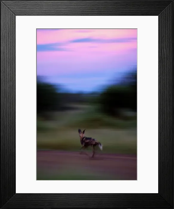 Framed Print : Wild Dogs (Lycaon pictus). Madikwe Game Reserve