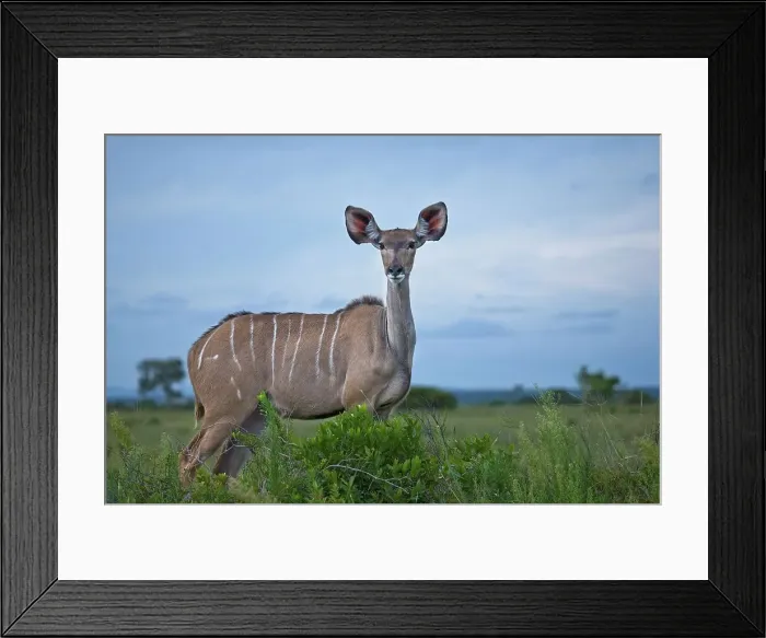 Framed Print : Kudu (Tragelaphus strepsiceros)