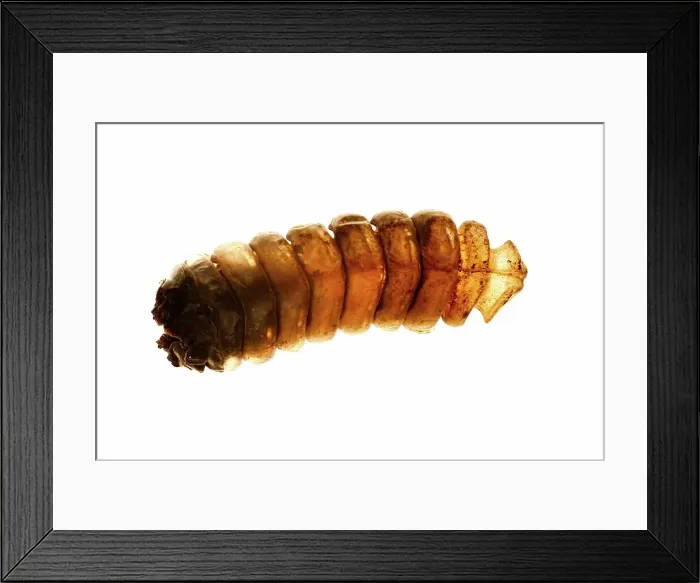 Framed Print : Study of tail of Prairie Rattlesnake (Crotalus viridis) Framed Print : Study of tail of Prairie Rattlesnake (Crotalus viridis)