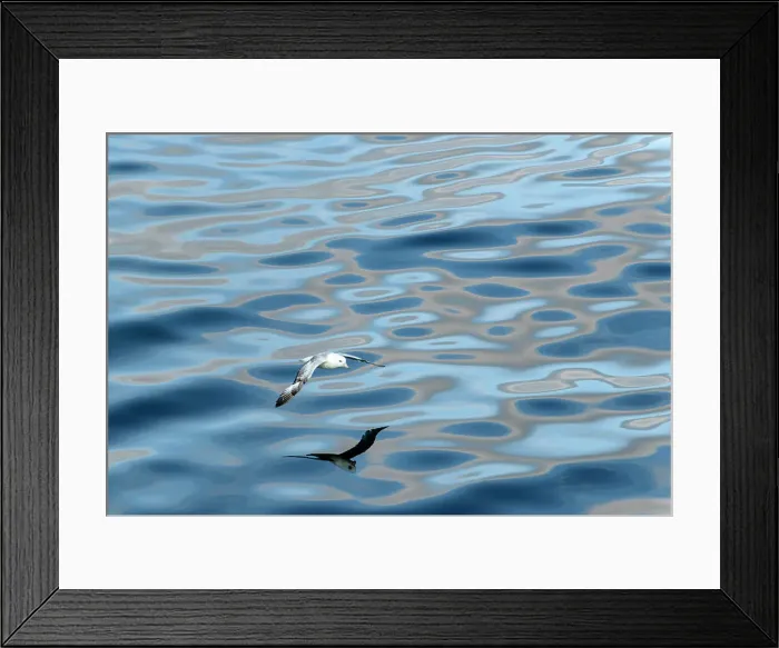 Framed Print : Northern Fulmar