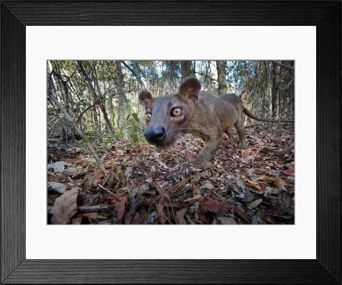 Framed Print : Adult male fossa (Crytoprocta ferox) investigating camera set in leaf litter Framed Print : Adult male fossa (Crytoprocta ferox) investigating camera set in leaf litter