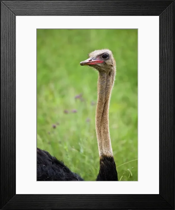 Framed Print : Ostrich (Struthio cemelus). Gauteng. South Africa Framed Print : Ostrich (Struthio cemelus). Gauteng. South Africa