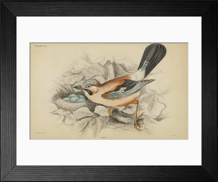 Framed Print : Jardine's Naturalists Library. vol 2 Ornithology Framed Print : Jardine's Naturalists Library. vol 2 Ornithology