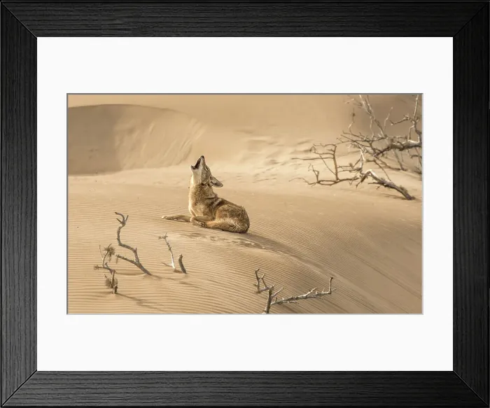 Framed Print : Howling coyote on Isla Magdalena Framed Print : Howling coyote on Isla Magdalena
