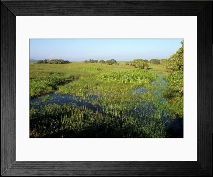 Framed Print : Wetland. Near Cape Vidal. Greater St Lucia Wetland Park Framed Print : Wetland. Near Cape Vidal. Greater St Lucia Wetland Park