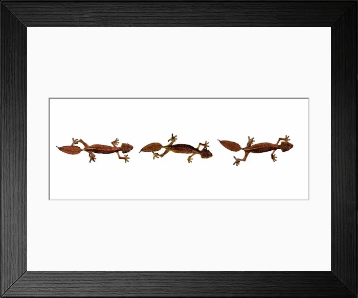Framed Print : Three Satanic Leaf Tailed gecko (Uroplatus phantasticus) on white background Framed Print : Three Satanic Leaf Tailed gecko (Uroplatus phantasticus) on white background