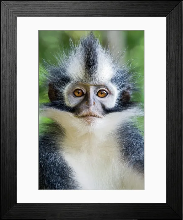 Framed Print : Thomas's langur (Presbytis thomasi) resting in forest canopy Framed Print : Thomas's langur (Presbytis thomasi) resting in forest canopy