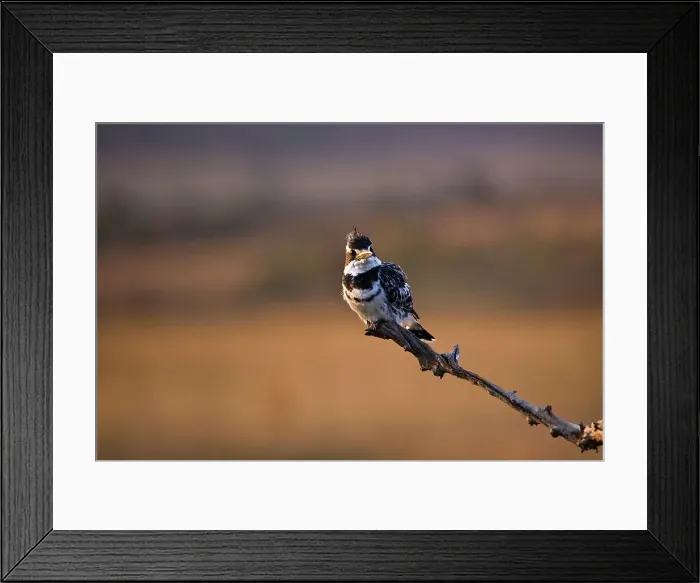 Framed Print : Pied Kingfisher (Ceryle rudis) Framed Print : Pied Kingfisher (Ceryle rudis)