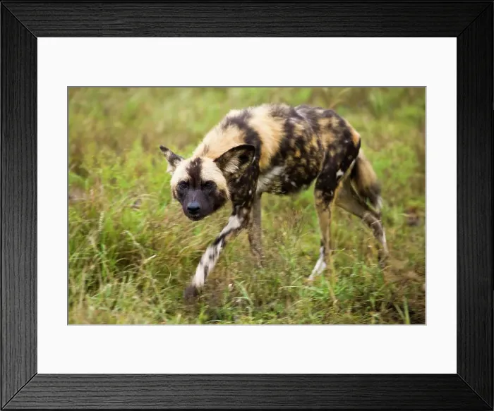 Framed Print : Wild Dog (Lycaon pictus). Madikwe Game Reserve
